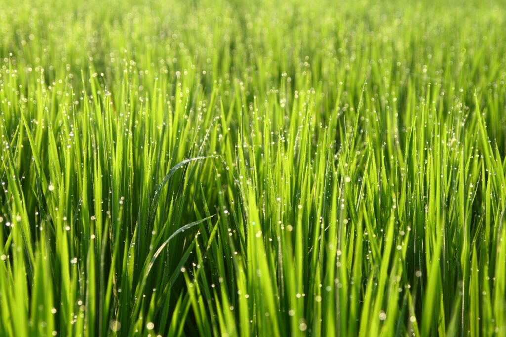 Close-up of fresh wheat grass with dew, captured in Taiwan's serene landscape.