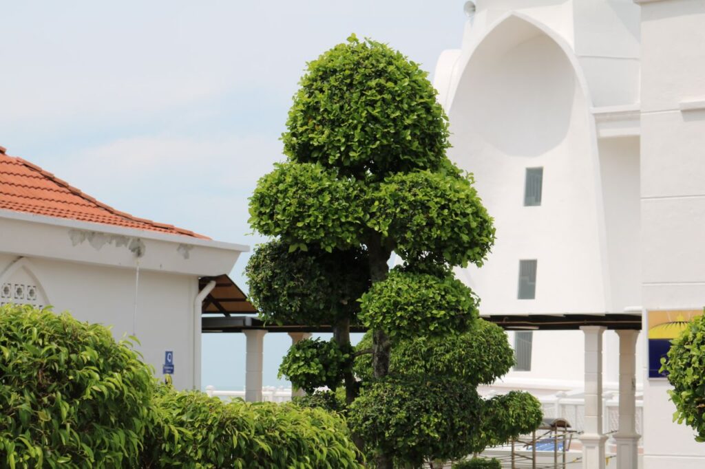 Elegant topiary plant next to white Mediterranean style building and ceramic tiled roof.